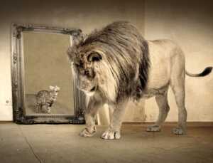 Lion mirror cat