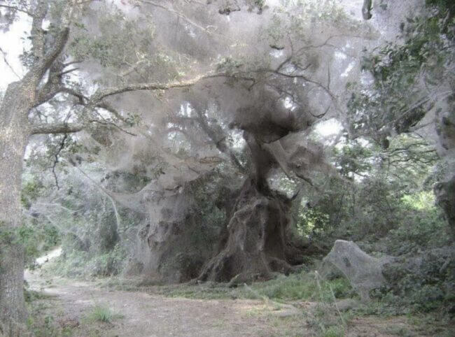 Giant spiderweb