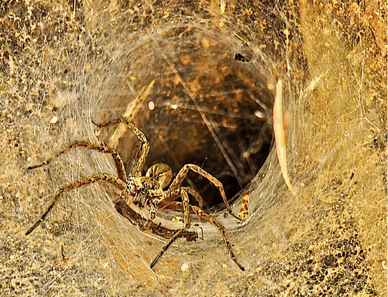 scary spiderweb